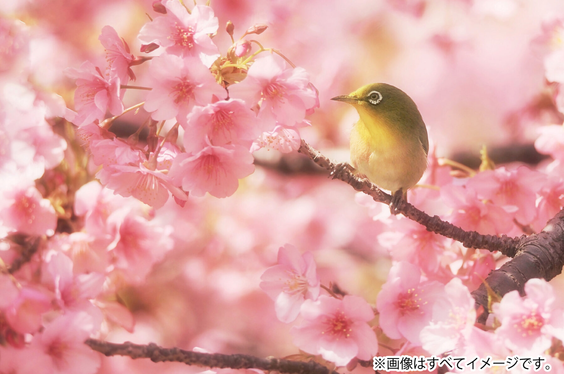 23お花見特集 梅 桜 名古屋 愛知発 鯱バスツアー